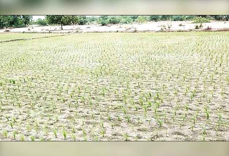 திருவெண்ணெய்நல்லூர் அருகே காய்ந்து கருகும் நெற்பயிர்களால் விவசாயிகள் கவலை - பழுதடைந்த மின்மாற்றியை சீரமைக்க கோரிக்கை