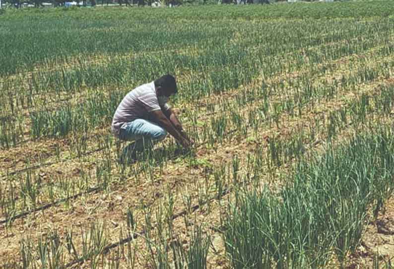 கருகிய வெங்காய பயிர்களை ஆய்வு செய்த அதிகாரிகள்