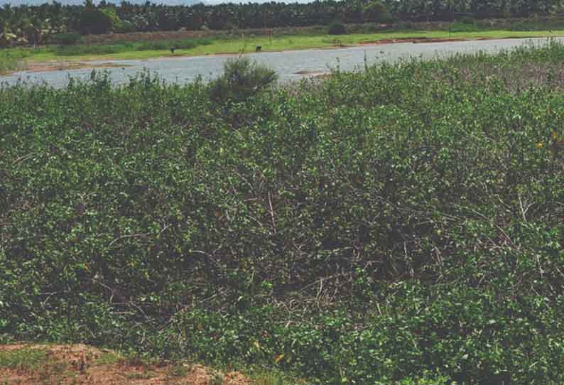 புதர் மண்டி கிடக்கும் குளம்