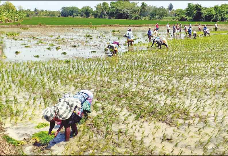 மேட்டூர் அணை வருகிற 12-ந் தேதி திறக்க வாய்ப்பு: குறுவை சாகுபடியில் முனைப்பு காட்டும் விவசாயிகள்