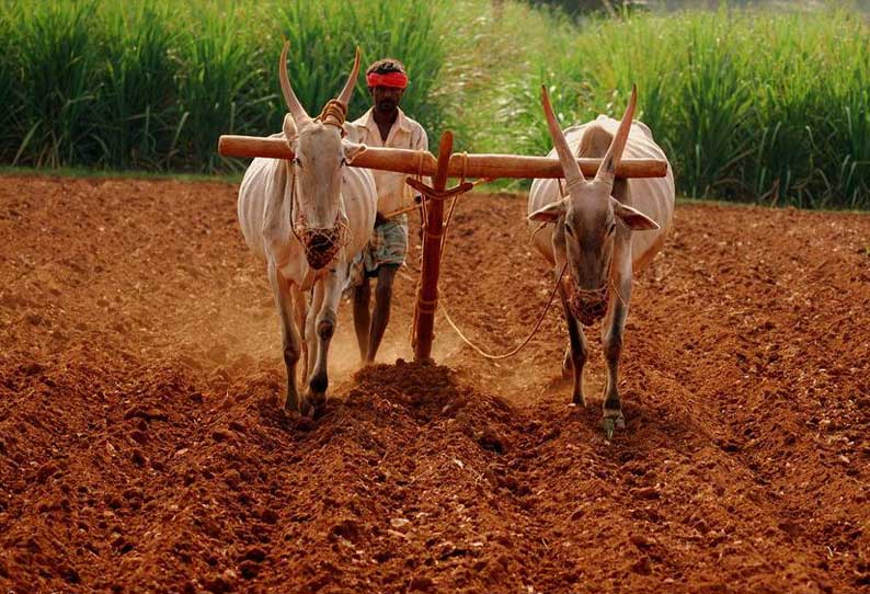 கோடை உழவால் பயிர்களில் பூச்சிகளின் தாக்குதலை கட்டுப்படுத்தலாம்; வேளாண்மை உதவி இயக்குனர் தகவல்