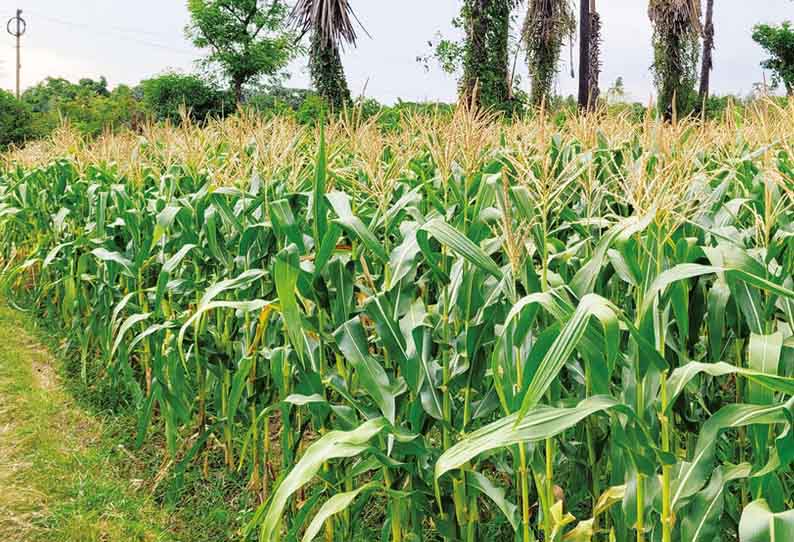 மணல்மேடு பகுதியில் மக்காச்சோளம் சாகுபடியில் விவசாயிகள் தீவிரம்