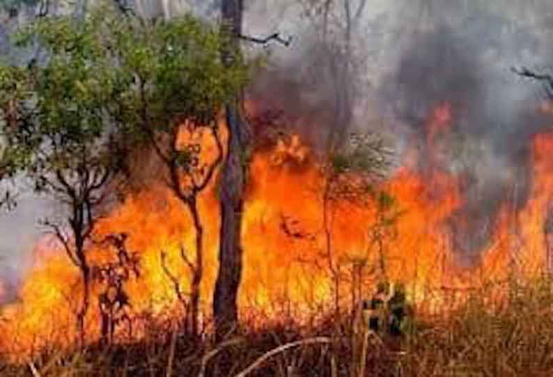 கலவை அருகே; 20 ஆயிரம் சவுக்கு மரங்கள் தீயில் கருகின