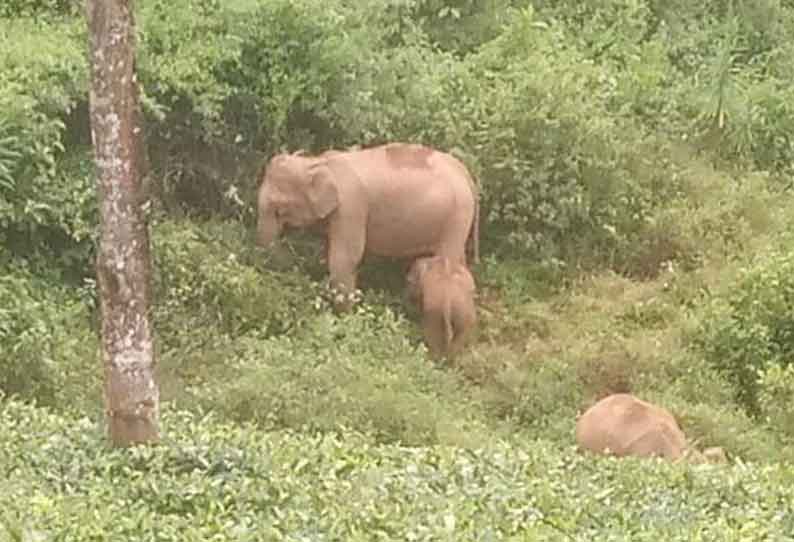 தேயிலை தோட்டத்தில் புகுந்த காட்டுயானைகள்