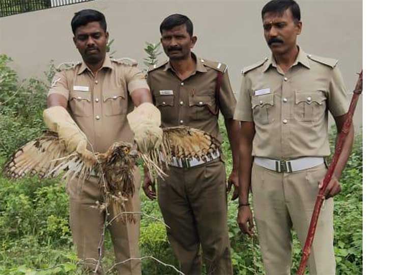 வெளிநாட்டு ஆந்தை பிடிபட்டது