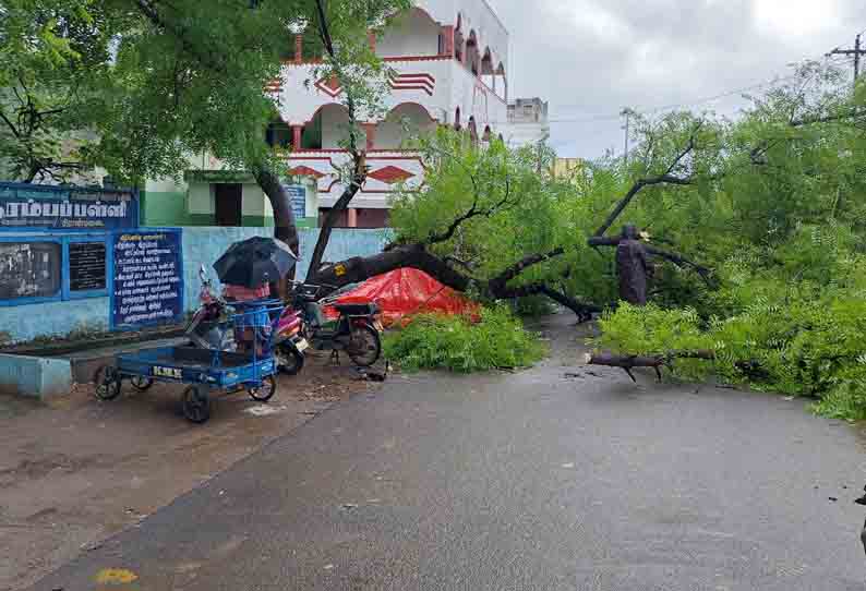 பள்ளி அருகே வேப்ப மரம் விழுந்தது