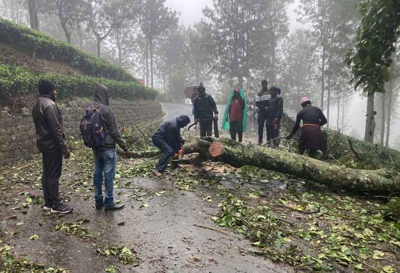 கோத்தகிரியில் சாலையின் குறுக்கே மரங்கள் விழுந்து போக்குவரத்து பாதிப்பு