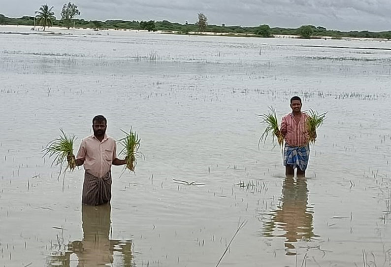 3 ஆயிரம் ஏக்கர் நெற்பயிர்கள் மழைநீரில் மூழ்கின