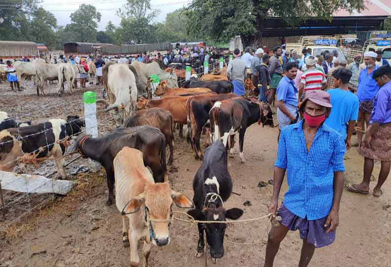 பொள்ளாச்சி சந்தையில் ரூ 5 கோடிக்கு மாடுகள் விற்பனை