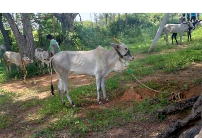 அனுமதியின்றி நடந்த காளை விடும் திருவிழா. போலீசார் தடுத்து நிறுத்தினர்