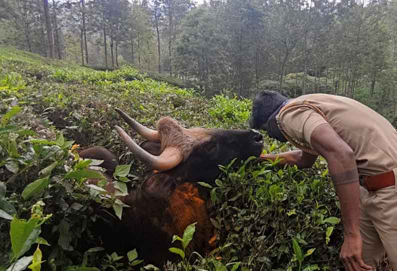 உயிருக்கு போராடிய காட்டெருமை மீட்பு