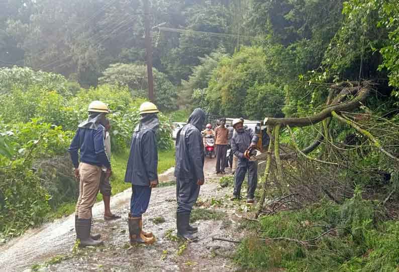 சாலையில் மரம் விழுந்து போக்குவரத்து பாதிப்பு