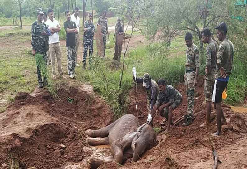 கோவை அருகே சேற்றில் வழுக்கி விழுந்த காட்டு யானை