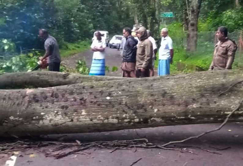 பெரும்பாறை அருகே மலைப்பாதையில் சாய்ந்து விழுந்த மரம்