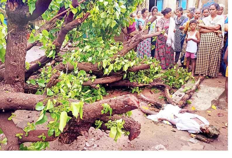 மரம் விழுந்து முதியவர் பலி