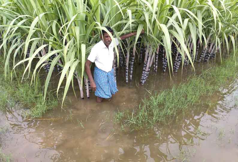 நெல், கரும்பு பயிர்கள் தண்ணீரில் மூழ்கின