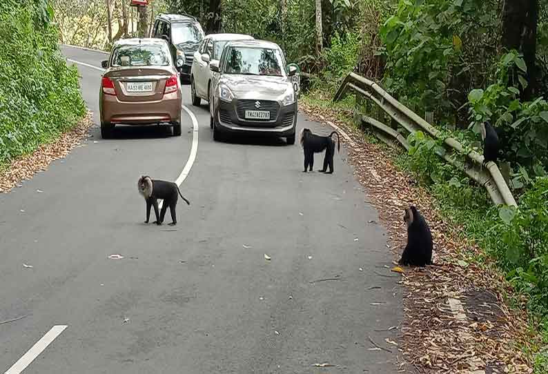 உணவுக்காக வாகனங்களை வழிமறிக்கும் சிங்கவால் குரங்குகள்