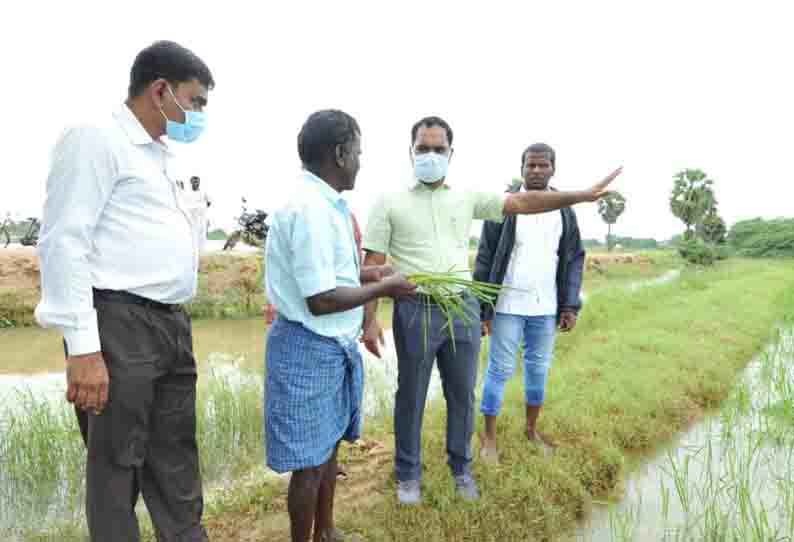 வயலில் இறங்கி மழையால் சேதமான நெற்பயிரை பார்வையிட்ட கலெக்டர்