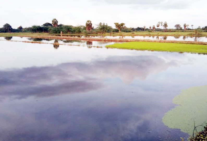 விளைநிலங்களில் புகுந்த மழைநீரில் நெற்பயிர்கள் மூழ்கின