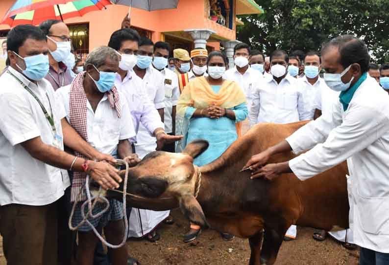 தர்மபுரி மாவட்டத்தில் 80 இடங்களில் கால்நடைகளுக்கு கோமாரி நோய் தடுப்பூசி  முகாம் கலெக்டர் தொடங்கி வைத்தார்