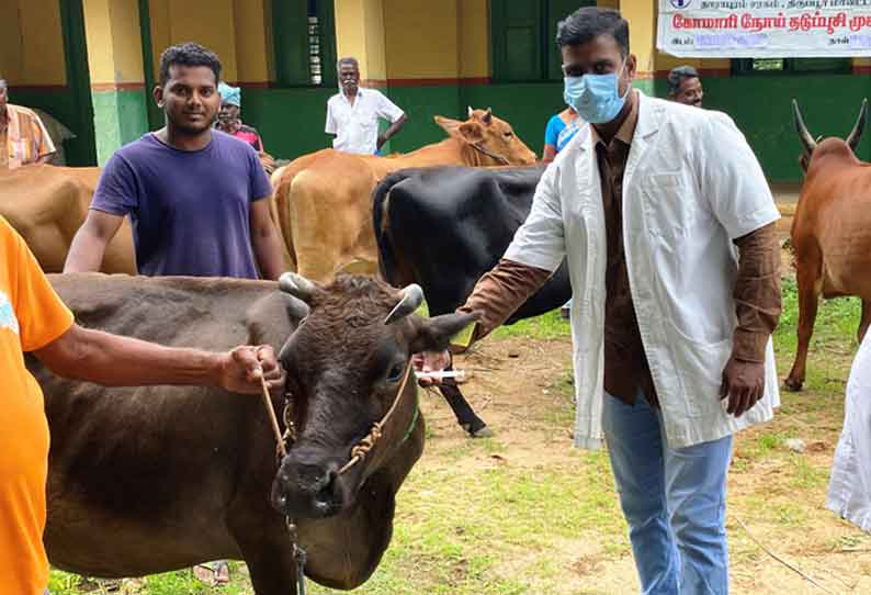 கோமாரி நோய் தடுப்பூசி முகாம்