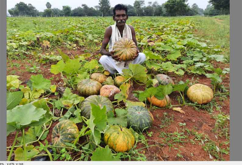 பூசணிக்காய் விலை கடும் வீழ்ச்சி