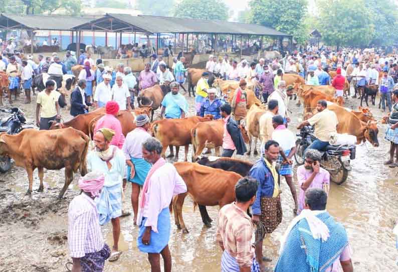 தொடர் மழை காரணமாக பொய்கை வாரச்சந்தைக்கு மாடுகள் வரத்து குறைந்தது