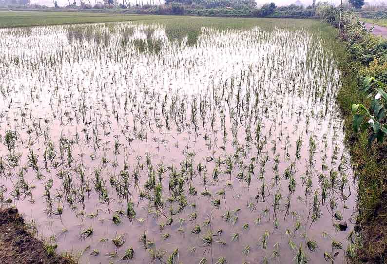 300 ஏக்கர் சம்பா நெற்பயிர்கள் தண்ணீரில் மூழ்கின