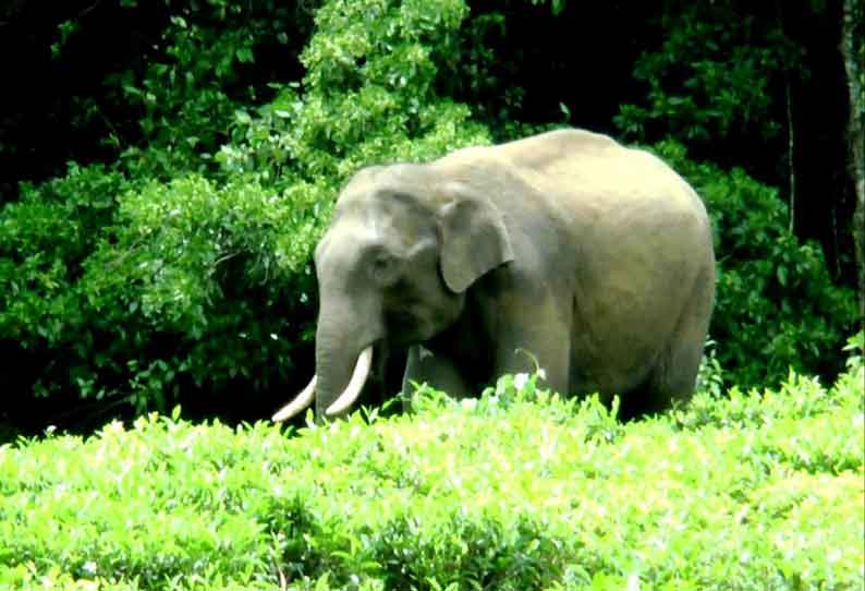 கிராமப்பகுதிக்குள் புகுந்து காட்டு யானை அட்டகாசம்