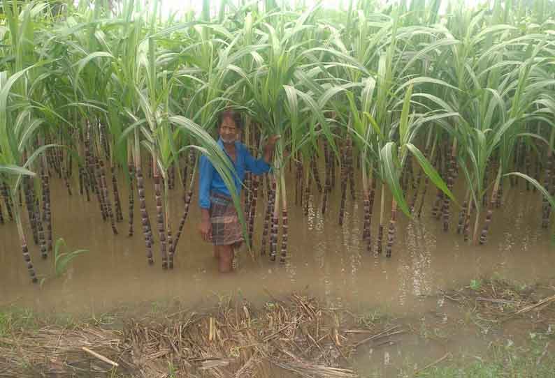 30 ஆயிரம் ஏக்கர் நெற்பயிர்கள் மழைநீரில் மூழ்கின