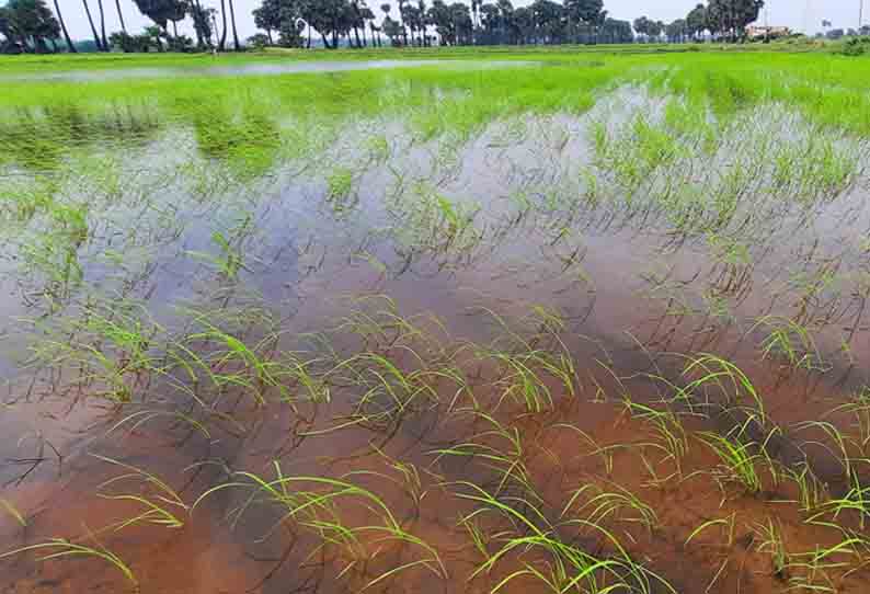 வயல்களில் குளம்போல் தேங்கி நிற்கும் மழைநீர்