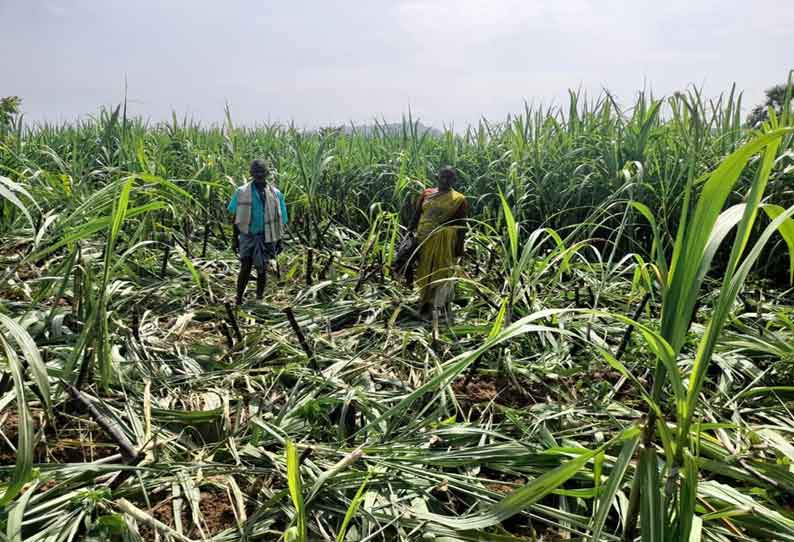 தோட்டத்தில் காட்டு யானைகள் அட்டகாசம்