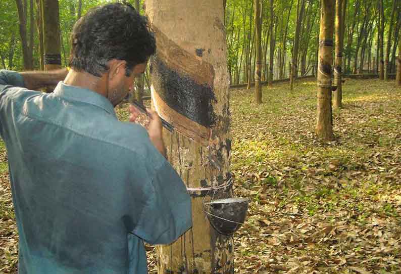 குமரியில் ரப்பர் பால் வெட்டும் தொழில் மீண்டும் தொடங்கியது