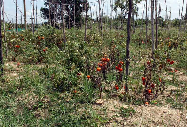 கிருஷ்ணகிரி மாவட்டத்தில் தொடர் மழை செடிகளிலேயே அழுகும் தக்காளி