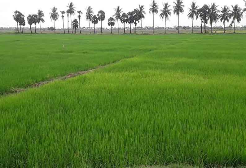 இயற்கை சீற்ற பாதிப்புக்கு பயிர் காப்பீடு செய்ய விவசாயிகளுக்கு அழைப்பு