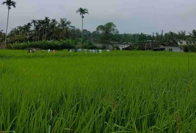 கூடலூரில் நெல் விளைச்சல் பாதிக்கும் அபாயம்