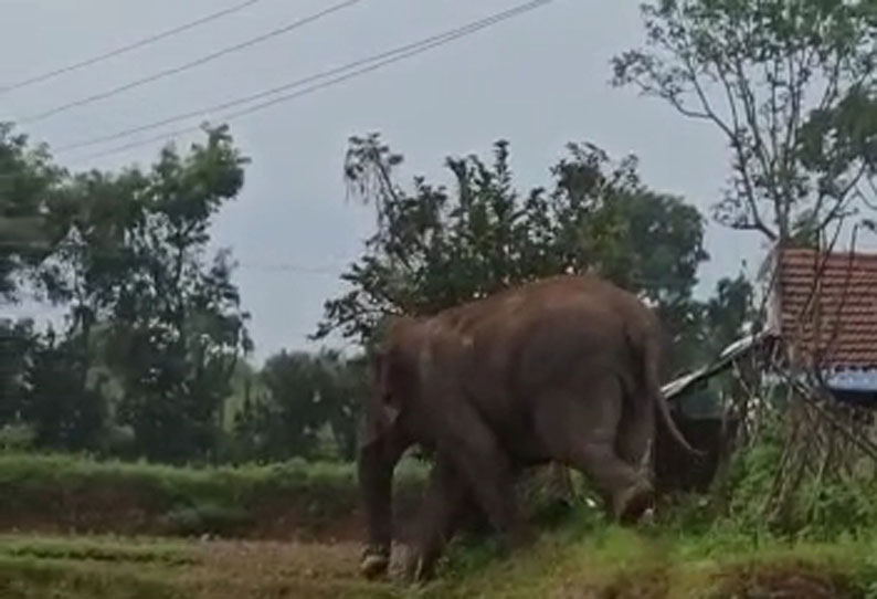 பாலக்கோடு அருகே ஊருக்குள் புகுந்து காட்டு யானை அட்டகாசம்-விவசாய பயிர்களை சேதப்படுத்தியது