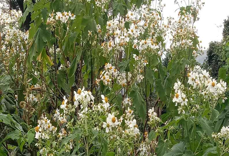 வால்பாறையில் பூத்துக்குலுங்கும் பனிமலர்கள்