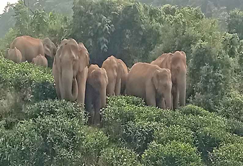 வால்பாறையில் ரேஷன் கடையை சூறையாடிய காட்டு யானைகள்