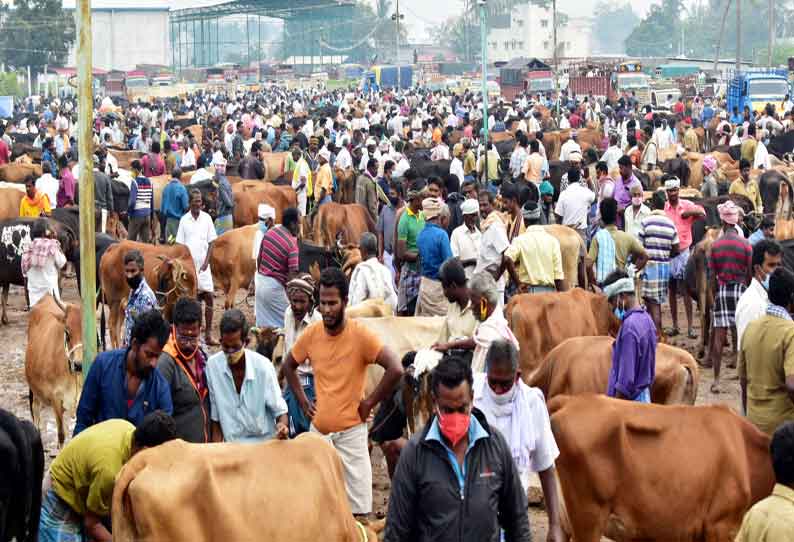 கருங்கல்பாளையம் சந்தைக்கு 400 மாடுகள் விற்பனைக்கு வந்தன