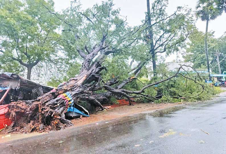 மேல்நல்லாத்தூர் ஊராட்சியில் பயணியர் நிழற்குடை மீது வேருடன் சாய்ந்த மரம்