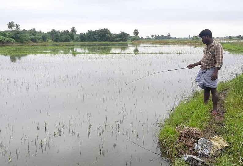 மழைநீர் வடியாததால் 10 ஆயிரம் ஏக்கர் பயிர்கள் அழுகும் அபாயம்