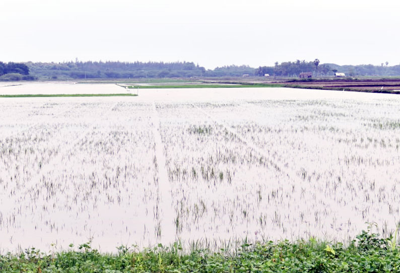 மழைநீரில் மூழ்கியதால் ஆயிரம் ஏக்கர் நெற்பயிர்கள் அழுகும் அபாயம்