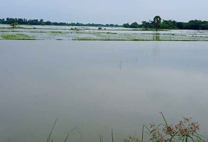 கோட்டூர் பகுதியில் மழைநீரில் மூழ்கி இருக்கும் சம்பா-தாளடி நெற்பயிர்கள் ஆறு- வடிகாலை தூர்வார விவசாயிகள் வலியுறுத்தல்