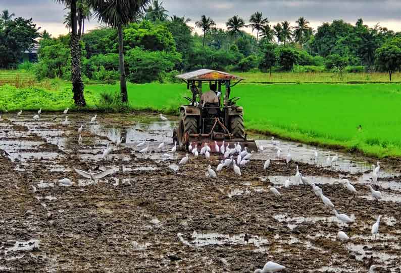 உளுந்தூர்பேட்டை அருகே   சம்பா நடவு பணிகளில் விவசாயிகள் ஆர்வம்