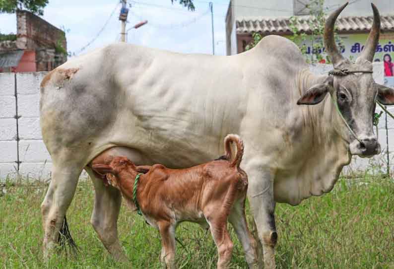 காங்கேயம் இன மயிலைபசு ரூ1 லட்சத்துக்கு விற்பனை