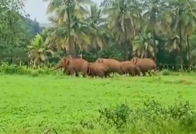 தேன்கனிக்கோட்டை அருகே விவசாய நிலங்களில் முகாமிட்டுள்ள காட்டுயானைகள் வனத்துறையினர் பட்டாசு வெடித்து விரட்டினர்