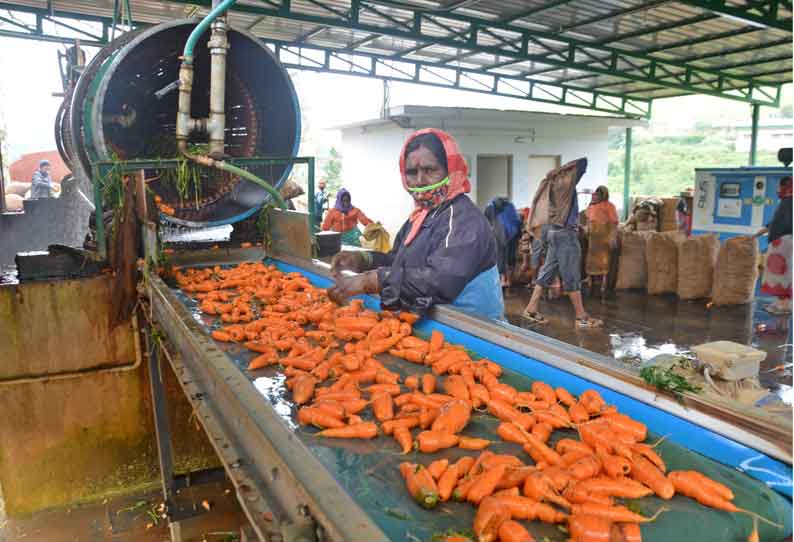 கேரட் கொள்முதல் விலை உயர்வு