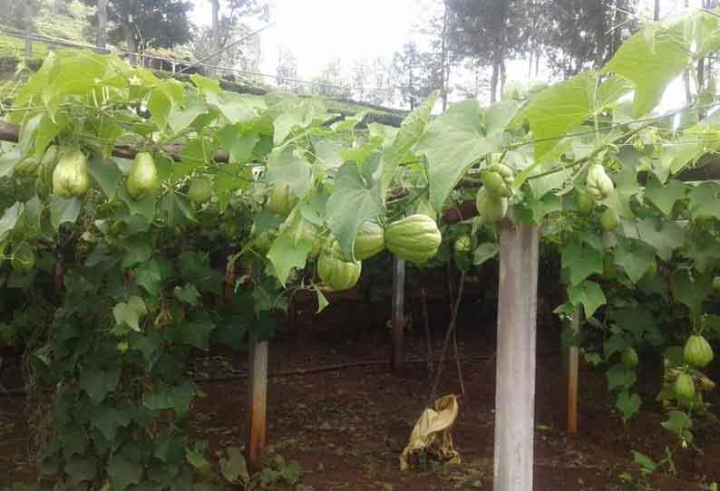 மேரக்காய் விளைச்சல் அதிகரிப்பு