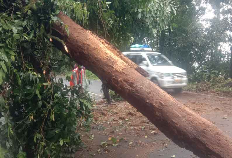 வால்பாறை மலைப்பாதையில் மரம் விழுந்ததால் போக்குவரத்து பாதிப்பு